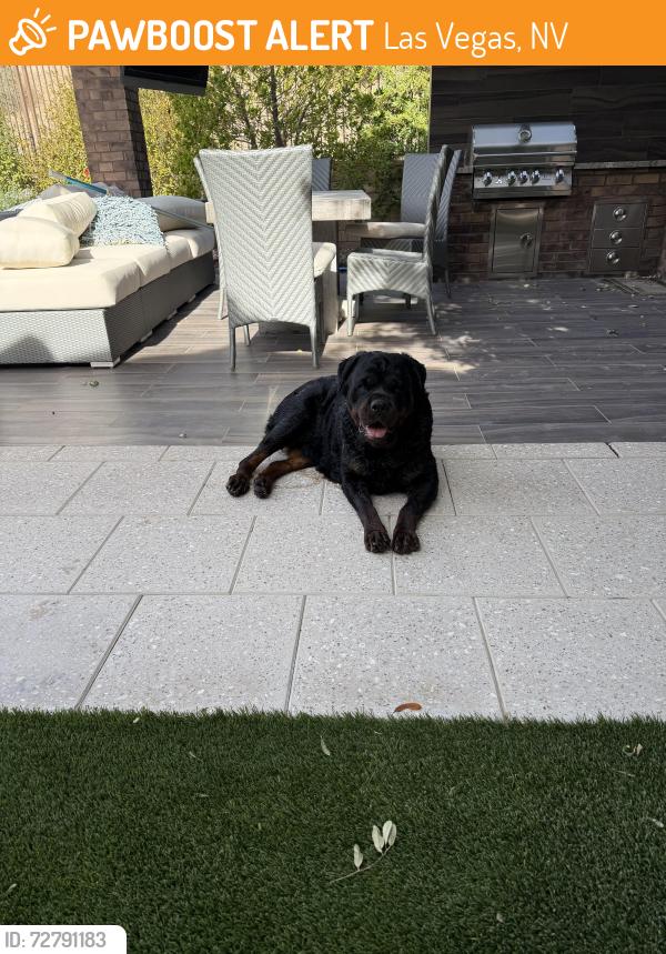 Found/Stray Female Dog last seen Foxhill park, Las Vegas, NV 89138