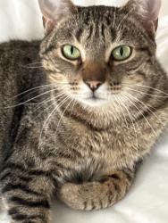Lost Male Cat last seen E town , Jacksonville, FL 32256