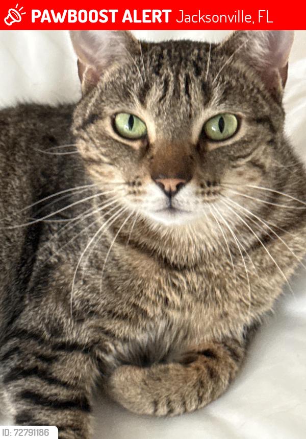 Lost Male Cat last seen E town , Jacksonville, FL 32256