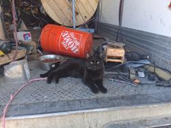 Lost Female Cat last seen E 88TH St & E 88th Ave, Bennett, CO 80102