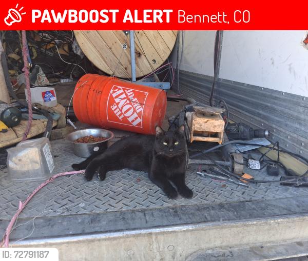 Lost Female Cat last seen E 88TH St & E 88th Ave, Bennett, CO 80102