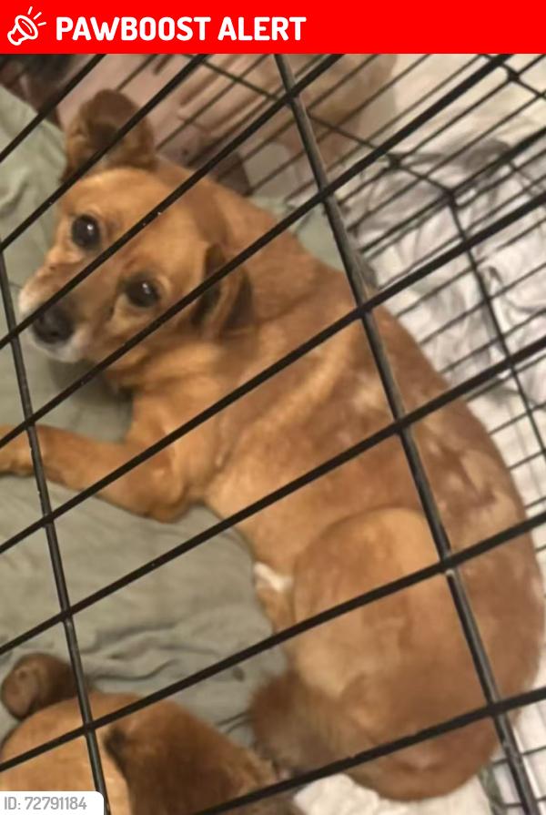 Lost Male Dog last seen colima rd and fairway dr, Rowland Heights, CA 91748