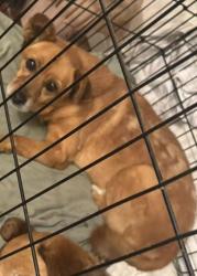 Lost Male Dog last seen colima rd and fairway dr, Rowland Heights, CA 91748