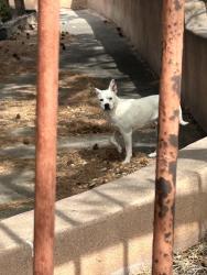 Found/Stray Unknown Dog last seen San martin Church off Unser, Albuquerque, NM 87121