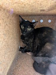 Shelter Stray Female Cat last seen Bexar County, New Braunfels, TX 78130