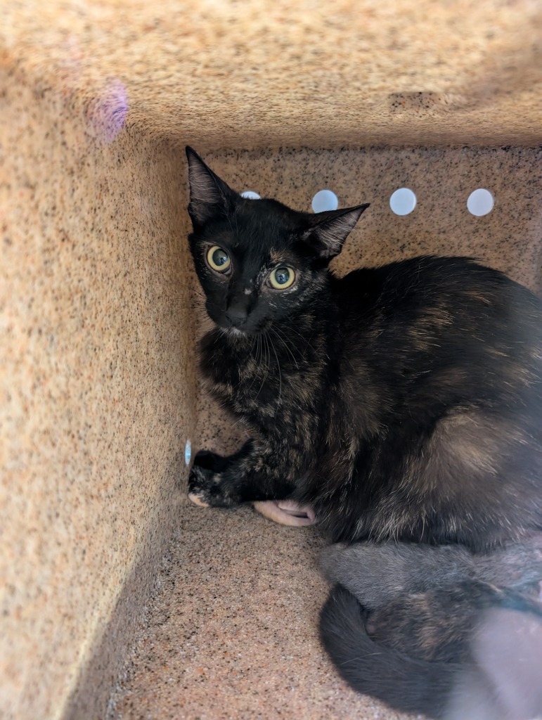 Shelter Stray Female Cat last seen Bexar County, New Braunfels, TX 78130