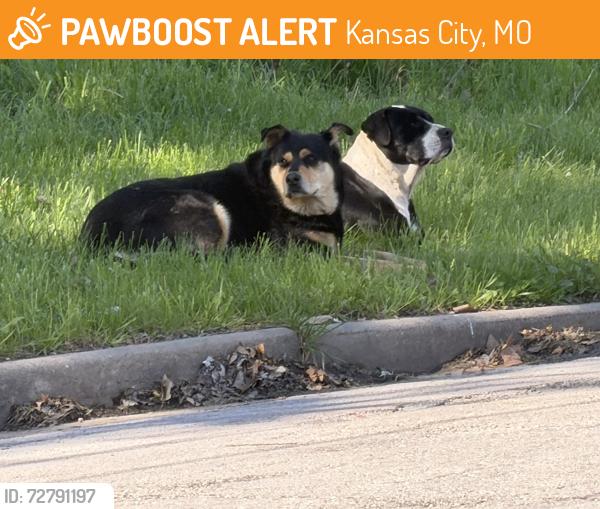 Found/Stray Male Dog last seen East 5th Tracy kcmo, Kansas City, MO 64106