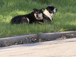 Found/Stray Male Dog last seen East 5th Tracy kcmo, Kansas City, MO 64106
