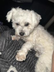 Found/Stray Female Dog last seen Bridge rd and Graft rd, Hollister, CA 95023