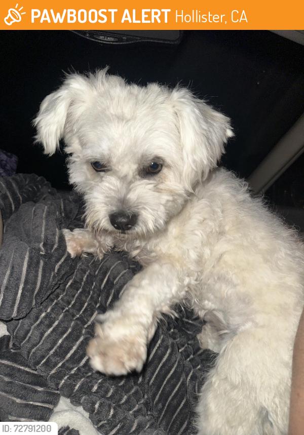 Found/Stray Female Dog last seen Bridge rd and Graft rd, Hollister, CA 95023