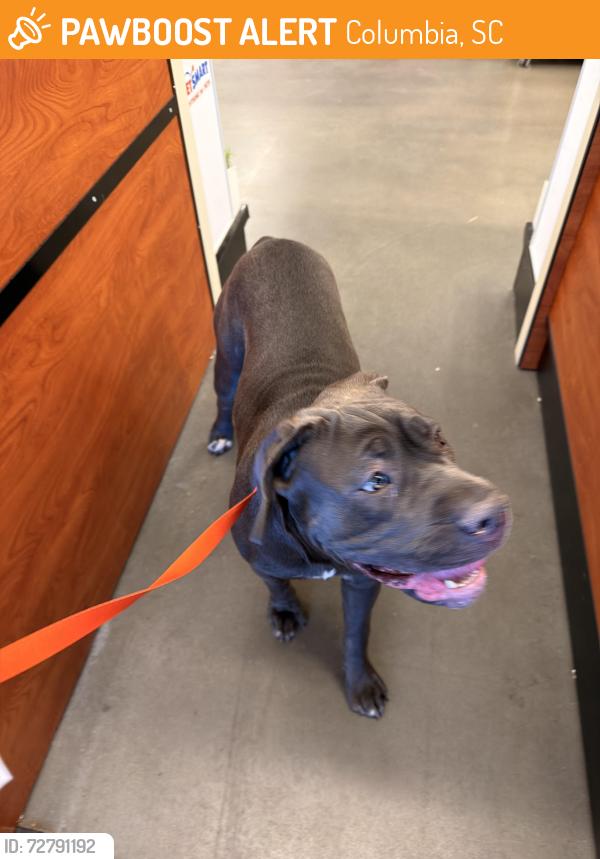 Found/Stray Female Dog last seen Hobby lobby on two notch , Columbia, SC 29211