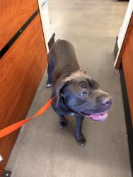 Found/Stray Female Dog last seen Hobby lobby on two notch , Columbia, SC 29211
