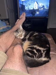 Lost Female Cat last seen Hodges Ln & Walker North (Hwy447), Walker, LA 70785