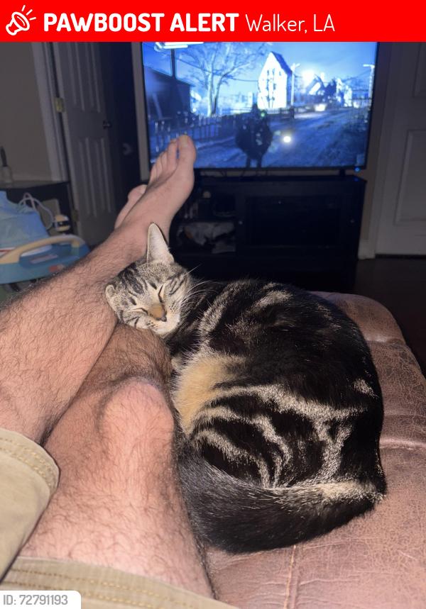 Lost Female Cat last seen Hodges Ln & Walker North (Hwy447), Walker, LA 70785