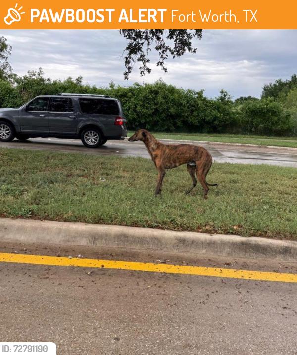 Found/Stray Male Dog last seen Eastchase Pkwy & John T White Blvd, Fort Worth, TX 76120