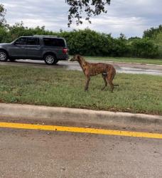 Found/Stray Male Dog last seen Eastchase Pkwy & John T White Blvd, Fort Worth, TX 76120
