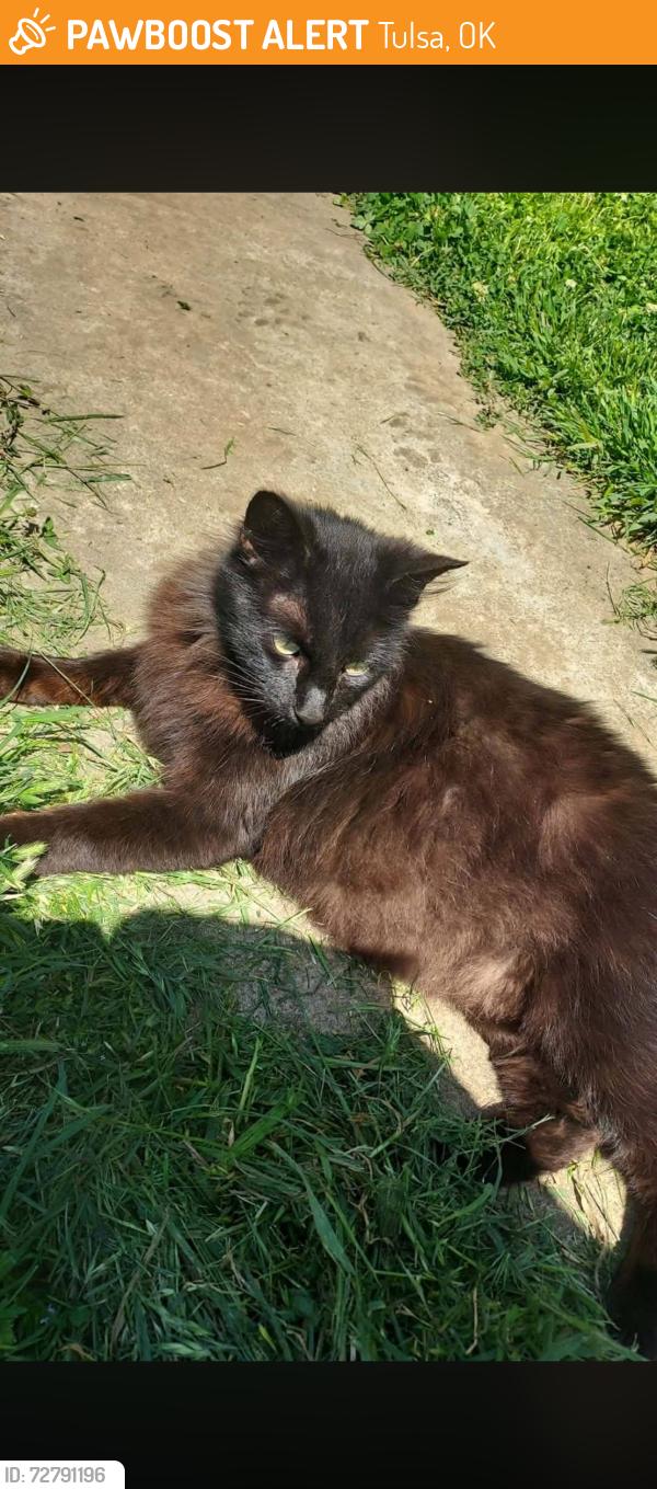 Found/Stray Female Cat last seen Near E Admiral Blvd Tulsa, OK  74115 United States, Tulsa, OK 74115