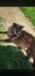 Found/Stray Female Cat last seen Near E Admiral Blvd Tulsa, OK  74115 United States, Tulsa, OK 74115