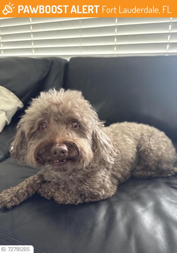 Found/Stray Male Dog last seen Riverland , Fort Lauderdale, FL 33312