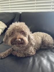 Found/Stray Male Dog last seen Riverland , Fort Lauderdale, FL 33312