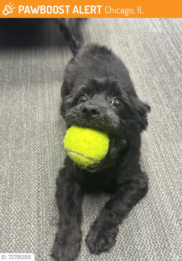 Found/Stray Male Dog last seen Loretto , Chicago, IL 60644