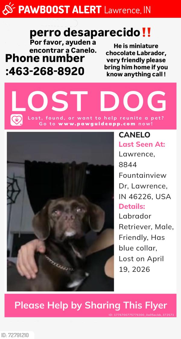 Lost Male Dog last seen Auto zone , Lawrence, IN 46226