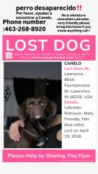 Lost Male Dog last seen Auto zone , Lawrence, IN 46226
