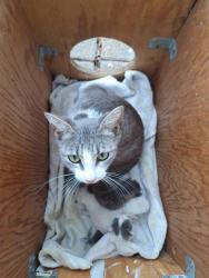 Shelter Stray Female Cat last seen MARIAN ST AND ROSLYN AVE, San Antonio, TX 78227