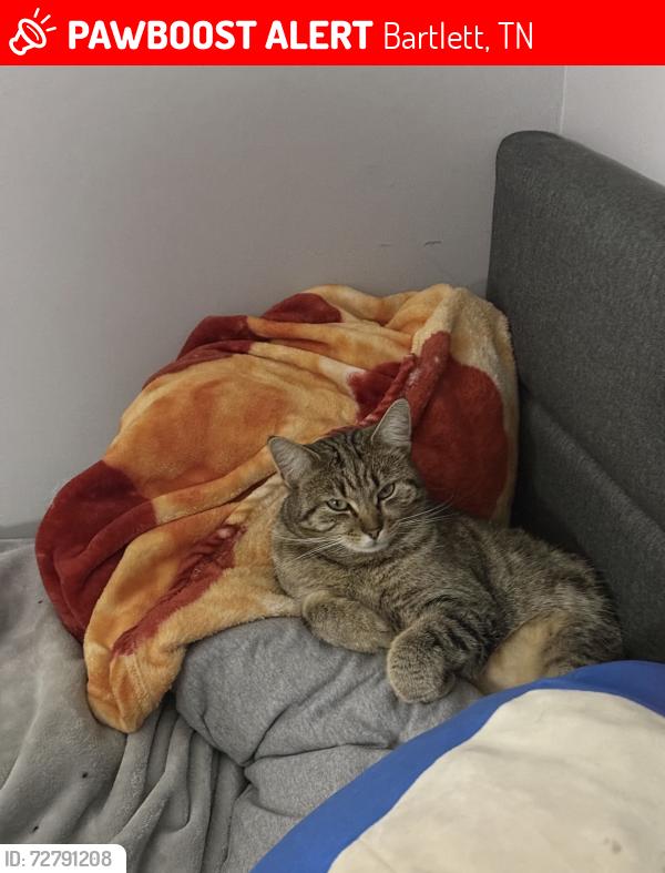 Lost Female Cat last seen Wasser Cv, Bartlett, TN 38135