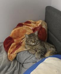 Lost Female Cat last seen Wasser Cv, Bartlett, TN 38135