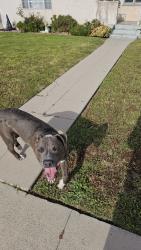 Found/Stray Male Dog last seen eileen ave and 60th street, Los Angeles, CA 90043