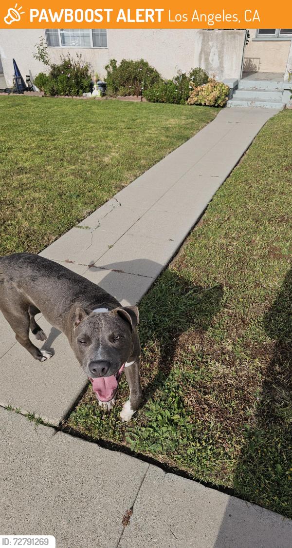 Found/Stray Male Dog last seen eileen ave and 60th street, Los Angeles, CA 90043
