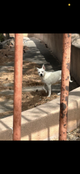 Found/Stray Unknown Dog last seen San Martin church , Albuquerque, NM 87121