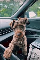 Lost Male Dog last seen Baird rd Shreveport , Shreveport, LA 71118