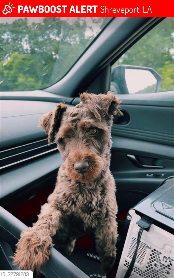 Lost Male Dog last seen Baird rd Shreveport , Shreveport, LA 71118