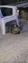 Lost Male Cat last seen Quentin Road , Brooklyn, NY 11229