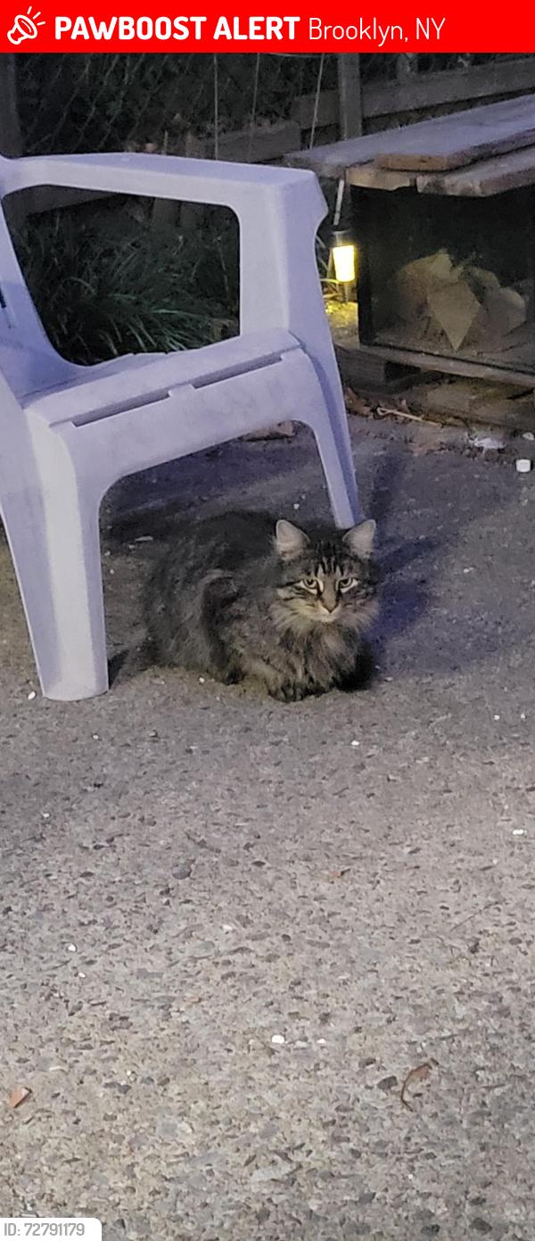 Lost Male Cat last seen Quentin Road , Brooklyn, NY 11229