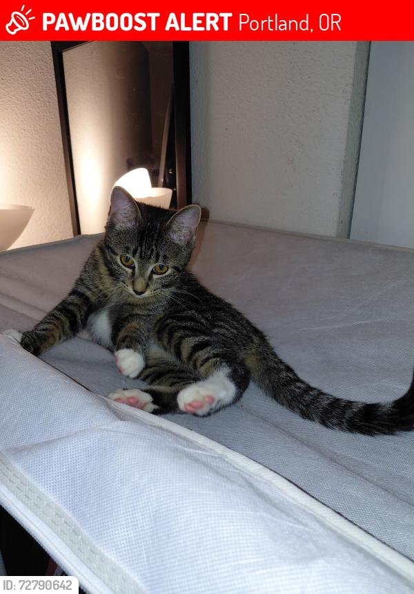 Lost Female Cat last seen Barbur blvd and evans st., Portland, OR 97219
