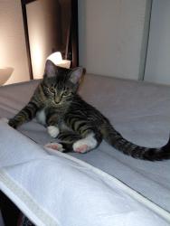 Lost Female Cat last seen Barbur blvd and evans st., Portland, OR 97219