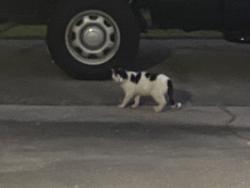 Found/Stray Male Cat last seen Mangrove and Bianca, Fayetteville, NC 28314