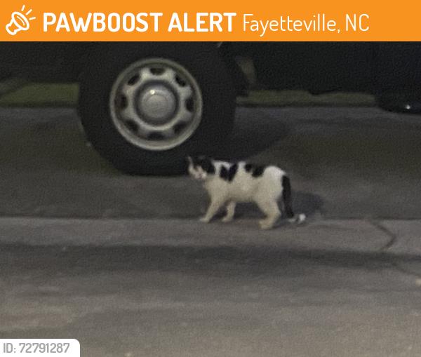 Found/Stray Male Cat last seen Mangrove and Bianca, Fayetteville, NC 28314