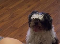 Lost Female Dog last seen Near Taylor Town Road, Dickson County, TN 37187