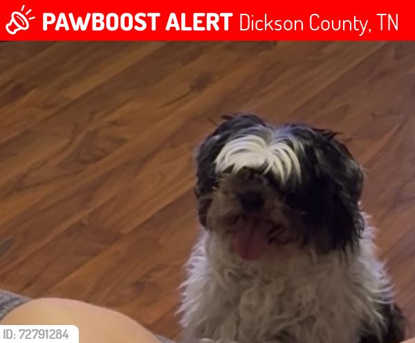 Lost Female Dog last seen Near Taylor Town Road, Dickson County, TN 37187