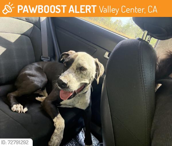 Found/Stray Female Dog last seen Paradise mountain rd, Valley Center, CA 92082