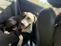 Found/Stray Female Dog last seen Paradise mountain rd, Valley Center, CA 92082