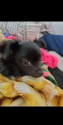 Lost Female Dog last seen Gas station and Starbucks , Modesto, CA 95356