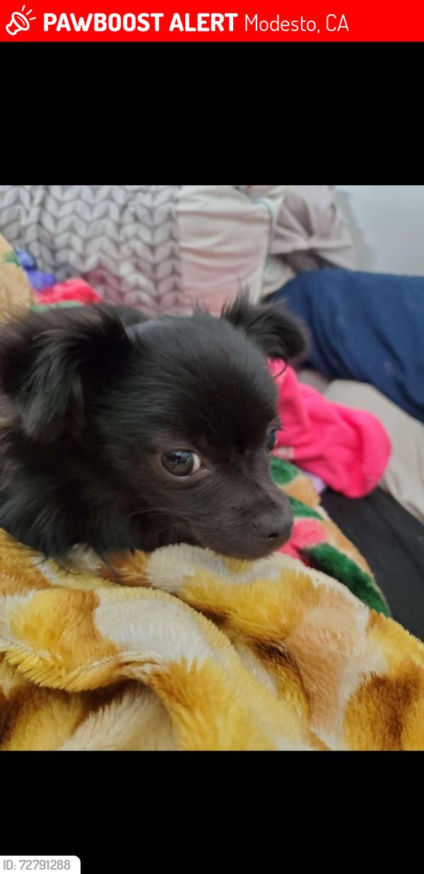Lost Female Dog last seen Gas station and Starbucks , Modesto, CA 95356