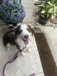 Found/Stray Unknown Dog last seen Stewart & 3 Mile, Mission, TX 78574
