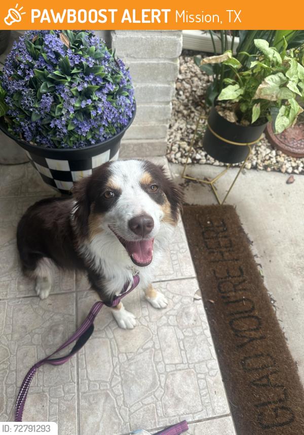 Found/Stray Unknown Dog last seen Stewart & 3 Mile, Mission, TX 78574