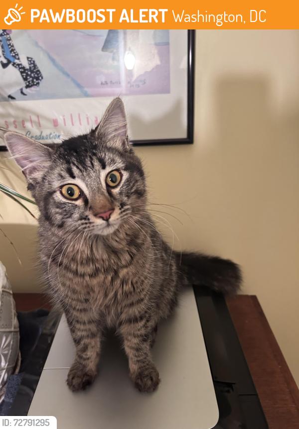 Found/Stray Male Cat last seen 19th and Benning NE, Washington, DC near Hechinger Mall, Washington, DC 20002